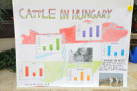 Cattle in Hungary (Előnézeti kép)